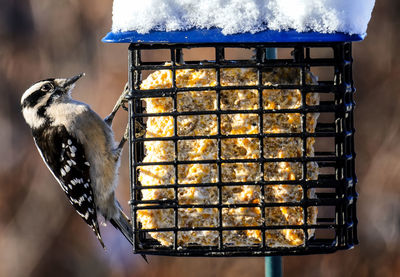 A woodpecker on a suet feeder