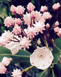 Close-up of pink flowers