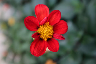 Close-up of red hibiscus blooming outdoors