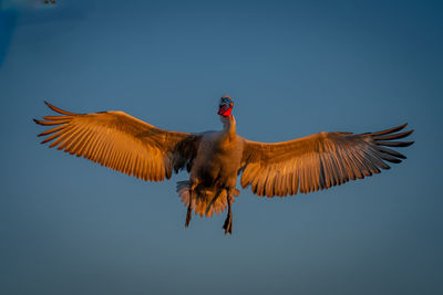 Low angle view of bird flying against clear sky