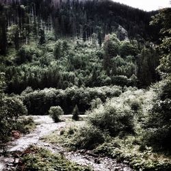 Pine trees in forest