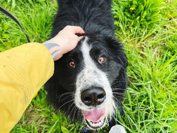 High angle view of dog