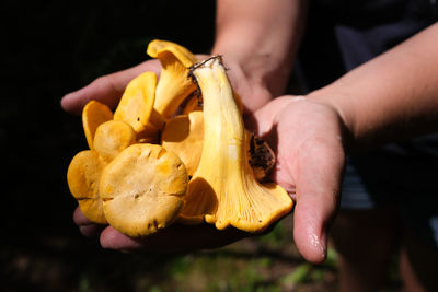 Close up of chanterelle mushroom foraging in the forest