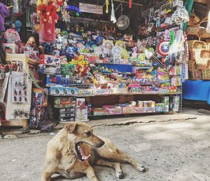 Dog relaxing at street market