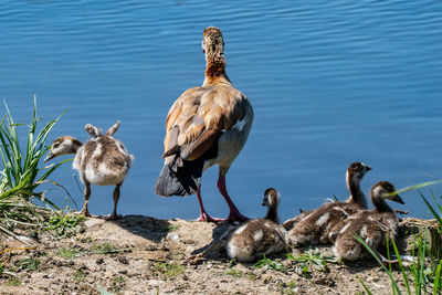 Canada geese on field