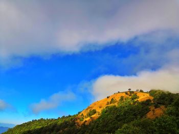 Low angle view of trees against sky