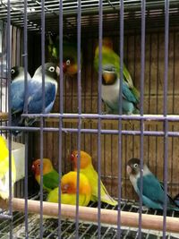 View of parrot in cage