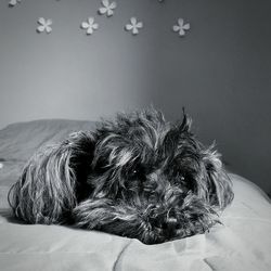 Portrait of dog relaxing on bed at home