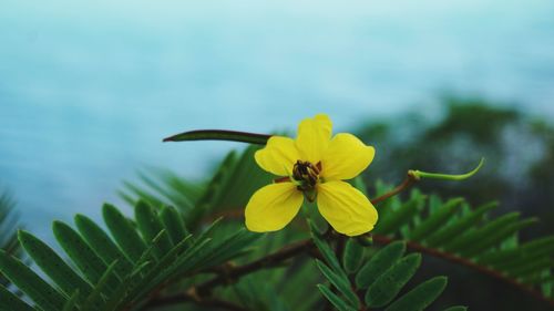 Close-up of yellow flowering plant