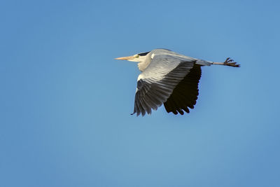 Low angle view of bird flying in sky