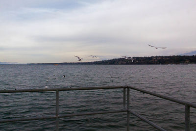 Seagull flying over sea