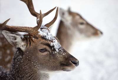 Close-up of reindeers during winter