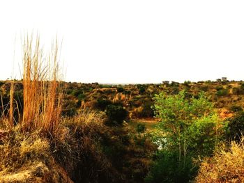 Scenic view of field against clear sky