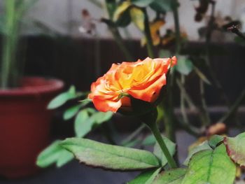 Close-up of rose blooming outdoors