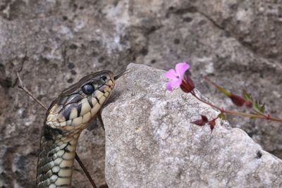 Close-up of pink flowers