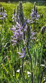 Close-up of purple flowers growing in field
