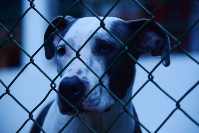 Close-up of dog peeking through fence