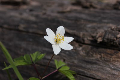 Close-up of white flowering plant