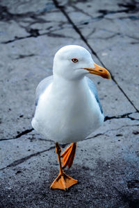 Close-up of bird perching on floor