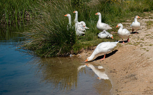 Ducks at lakeshore