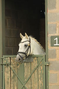 White horse looking through a stable door