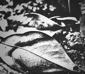 Close-up of leaves