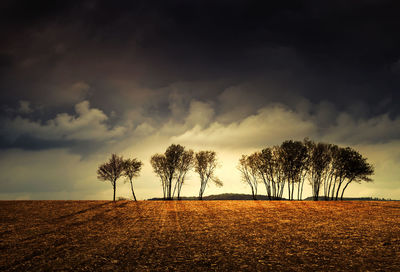 Trees on field against sky