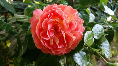 Close-up of pink rose blooming outdoors