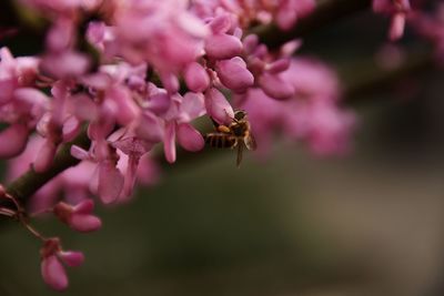 Close-up of pink flowers