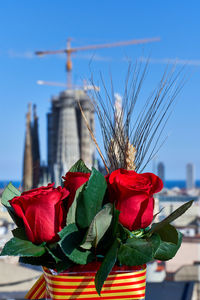Close-up of red flowering plant against sky