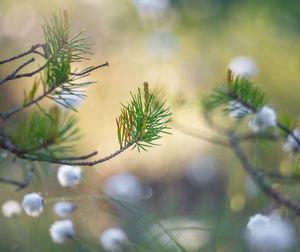 Beautiful white, fluffy cotton-grass heads in swamp during spring blooming.