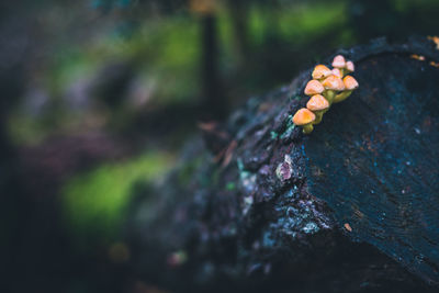 Close-up of mushroom growing on tree trunk