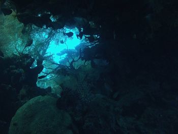 Jellyfish swimming in sea