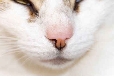 Close up shot of a white cats nose. pink cat nose
