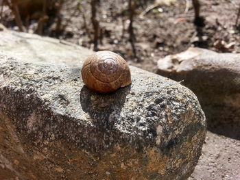 Close-up of snail