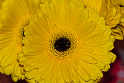 Extreme close up of yellow flower