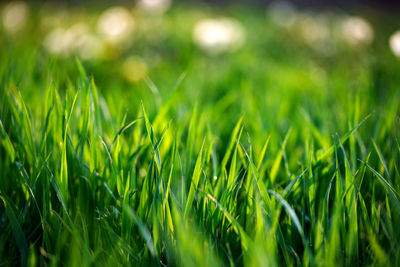 Close-up of grass growing on field