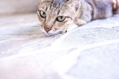 Close-up portrait of a cat