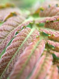 Extreme close up of leaf