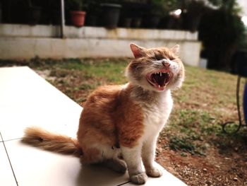 Portrait of cat yawning