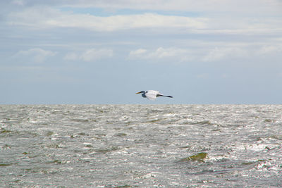 Bird flying over sea against sky