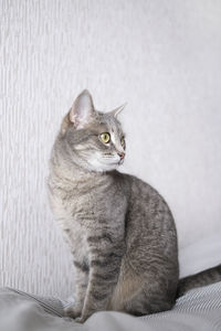 animal