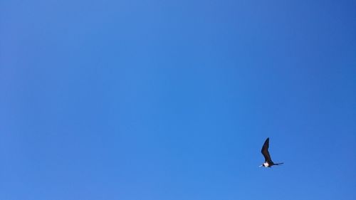 Low angle view of bird flying against blue sky