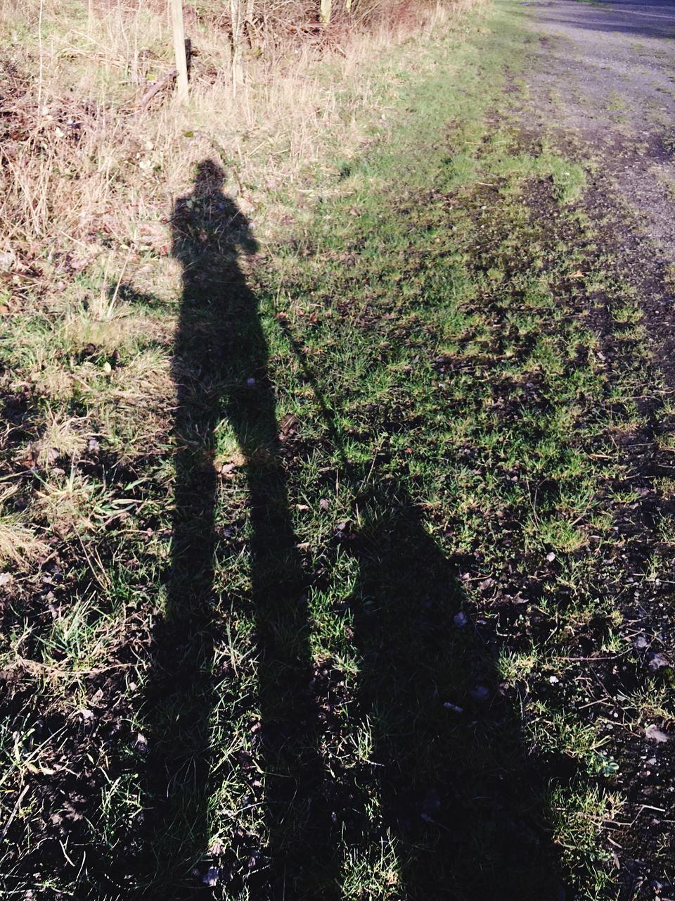 shadow, focus on shadow, grass, sunlight, high angle view, field, growth, unrecognizable person, nature, tranquility, tree, tree trunk, lifestyles, leisure activity, outdoors, grassy, day, silhouette