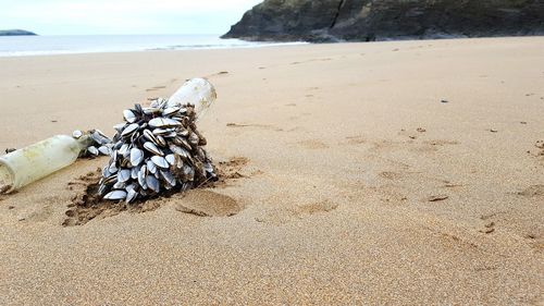 High angle view of goose barnacles on beach