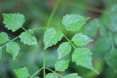 Close-up of green leaves