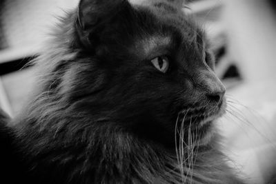 Close-up of cat looking away