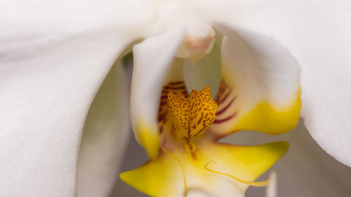 Close-up of white flower head