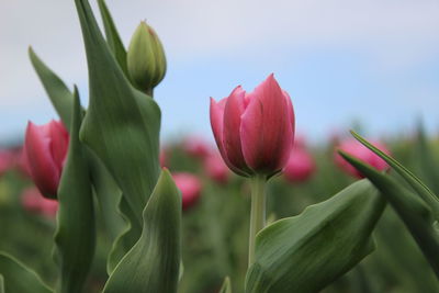 Close-up of pink tulips