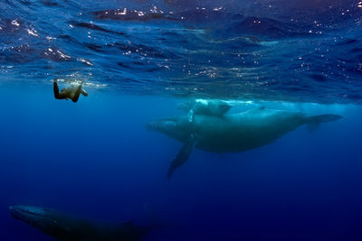 A snorkeler observing a family of humpback whales.